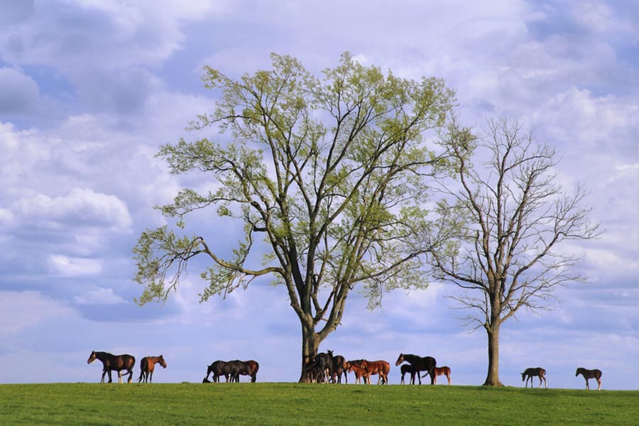 About Our Agency - Green Grassy Hill With Two Trees Just Budding in Spring, Horses and Foals Grazing Below Them, White Puffy Clouds Overhead